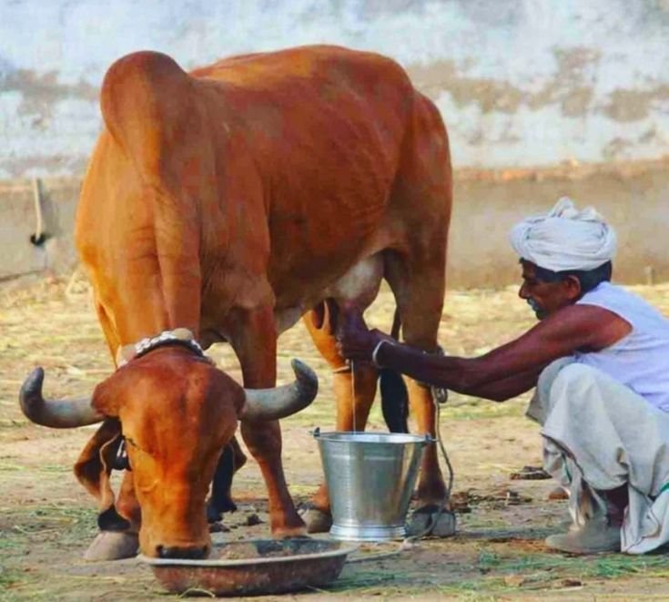 देसी गाय पालन का खर्च, इनकम और प्लानिंग कैसे कैलकुलेट करें?
